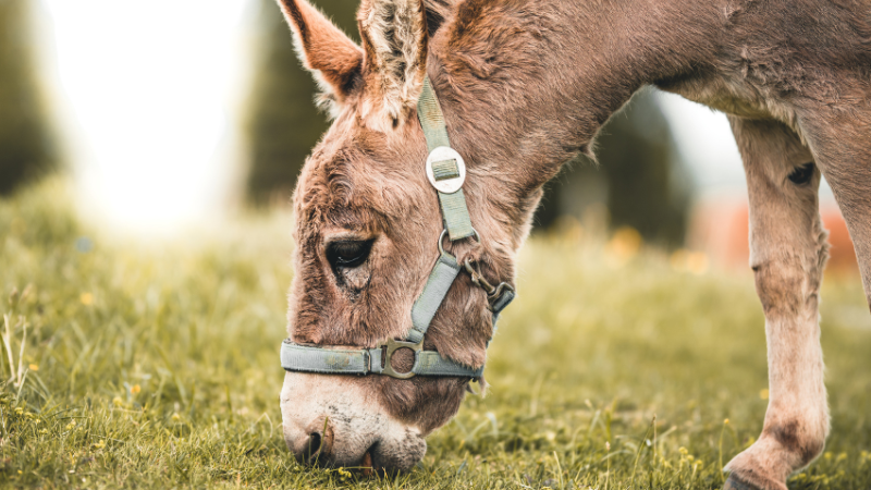 خواب میں گدھا دیکھنے کی تعبیر: ابن سیرین اور دیگر اسلامی علما کے مطابق