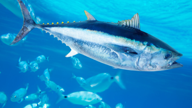 خواب میں مچھلی دیکھنے کی تعبیر